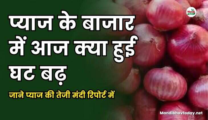 प्याज के बाजार में आज क्या हुई घट बढ़ जाने प्याज की तेजी मंदी रिपोर्ट में