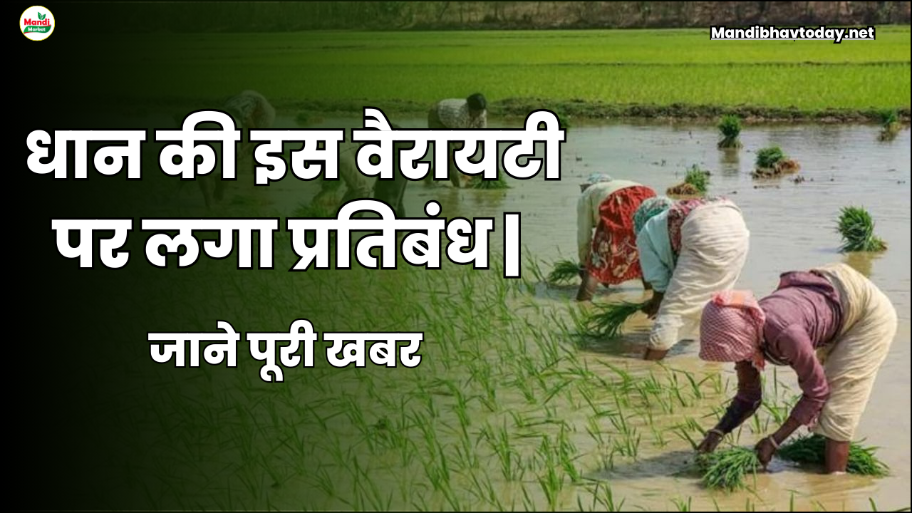 Ban imposed on this variety of paddy