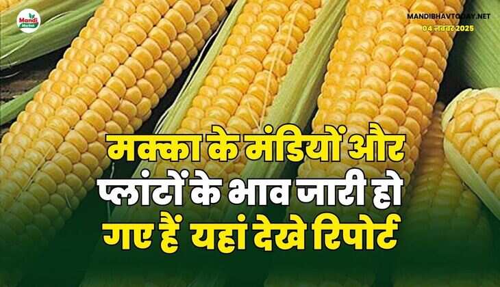 मक्का के मंडियों और प्लांटों के भाव जारी हो गए हैं | यहां देखे रिपोर्ट