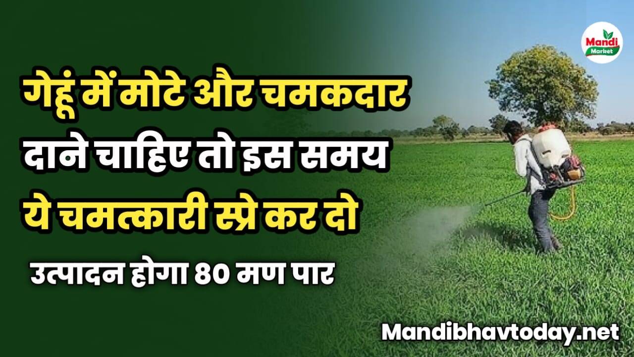 गेहूं में मोटे और चमकदार दाने चाहिए तो इस समय ये चमत्कारी स्प्रे कर दो | उत्पादन होगा 80 मण पार