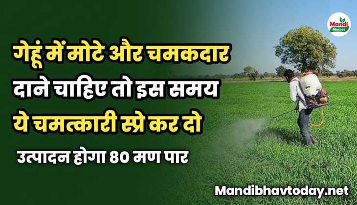 गेहूं में मोटे और चमकदार दाने चाहिए तो इस समय ये चमत्कारी स्प्रे कर दो | उत्पादन होगा 80 मण पार