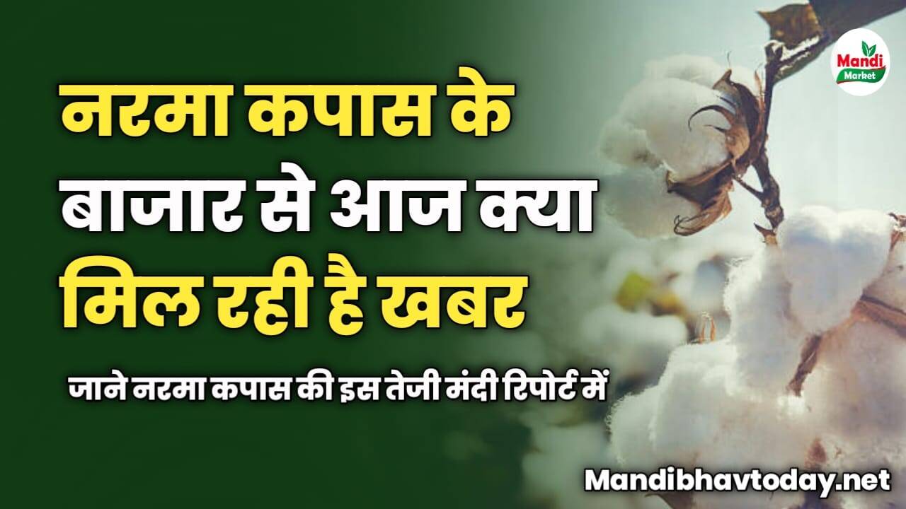 नरमा कपास के बाजार से आज क्या मिल रही है खबर | जाने नरमा कपास की इस तेजी मंदी रिपोर्ट में