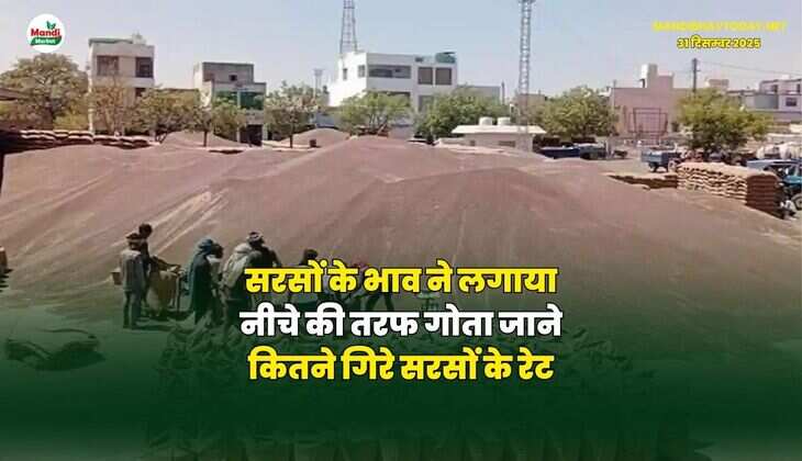 सरसों के भाव ने लगाया नीचे की तरफ गोता | जाने कितने गिरे सरसों के रेट