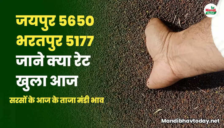 जयपुर 5650 भरतपुर 5177 जाने क्या खुले हैं आज सरसों के रेट Sarso Live Rate Today 12 Apr 2023 