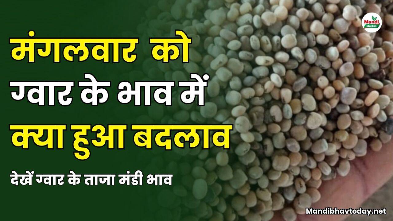 मंगलवार को ग्वार के भाव में क्या हुआ बदलाव | देखें ग्वार के ताजा मंडी भाव 08 अप्रैल 25