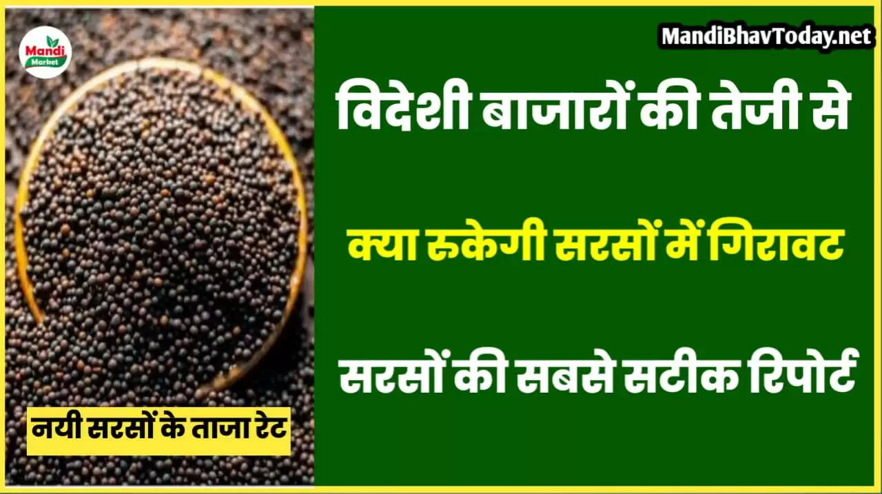 Teji mandi report