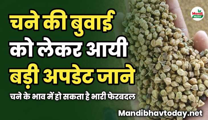 चने की बुवाई को लेकर आयी बड़ी अपडेट | चने के भाव में हो सकता है भारी फेरबदल