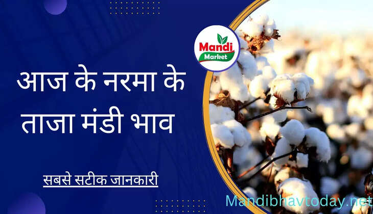 Aaj Ka Narma Ka bhav नरमा और कपास के ताजा मंडी भाव Narma Price Today 14 January 2023