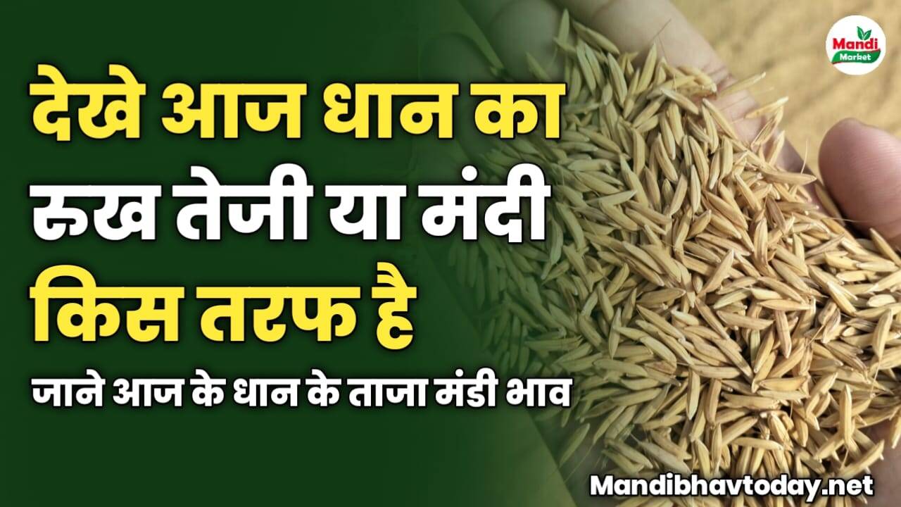 देखे आज धान का रुख तेजी या मंदी किस तरफ है | जाने आज के धान के ताजा मंडी भाव