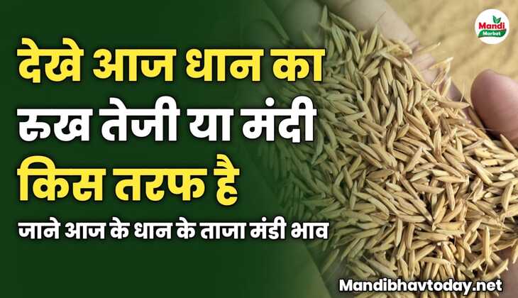 देखे आज धान का रुख तेजी या मंदी किस तरफ है | जाने आज के धान के ताजा मंडी भाव 