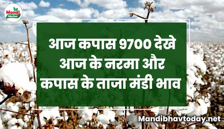 आज कपास 9700 देखे आज के नरमा और कपास के ताजा मंडी भाव | Aaj Ka Narma Ka Bhav 22 December 2022
