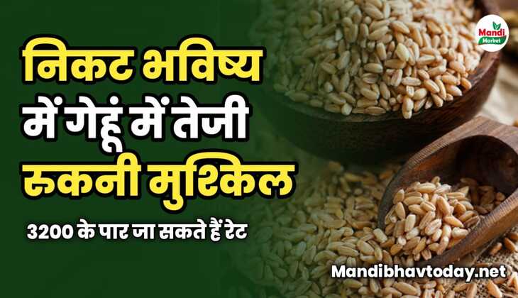 निकट भविष्य में गेहूं में तेजी रुकनी मुश्किल | 3200 के पार जा सकते हैं रेट | जाने क्या कहती है गेहूं की तेजी मंदी रिपोर्ट