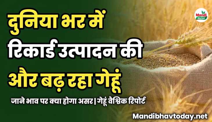 दुनिया भर में रिकार्ड उत्पादन की और बढ़ रहा गेहूं | जाने भाव पर क्या होगा असर | गेहूं वैश्विक रिपोर्ट