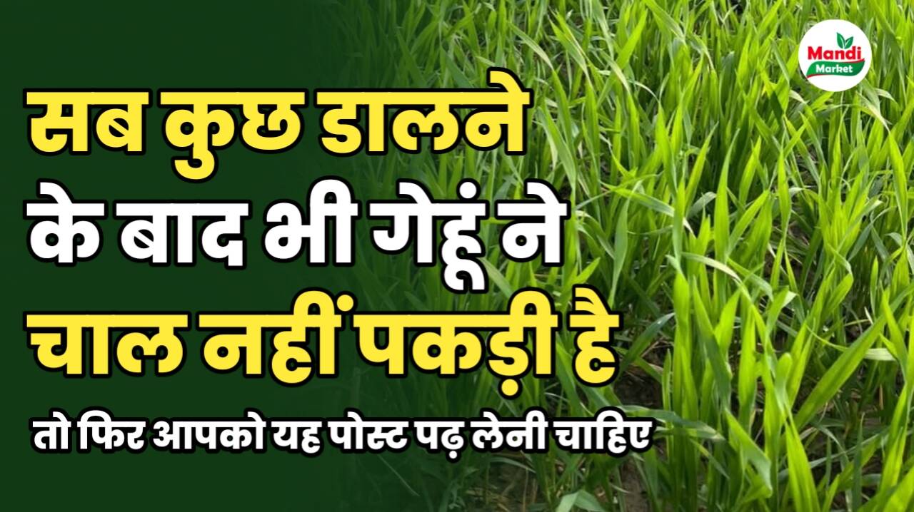 सब कुछ डालने के बाद भी अगर गेहूं ने चाल नहीं पकड़ी है तो बस ये रिपोर्ट देख लेना