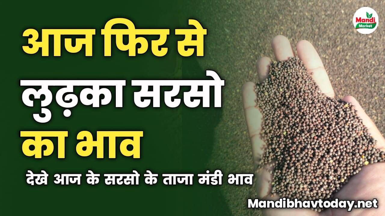 आज फिर से लुढ़का सरसो का भाव | देखे आज के सरसो के ताजा मंडी भाव 