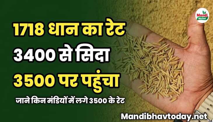 1718 धान का रेट 3400 से सिदा 3500 पर पहुंचा | जाने किन मंडियों में लगे 3500 के रेट 
