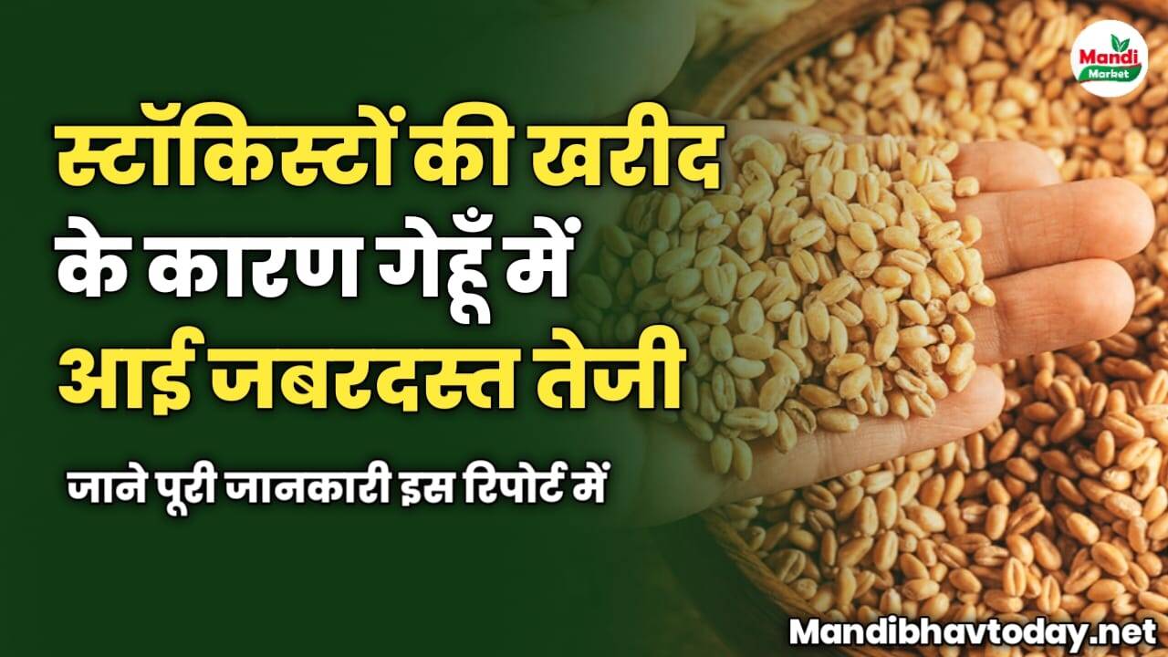 स्टॉकिस्टों की खरीद के कारण गेहूँ में आई जबरदस्त तेजी | जाने पूरी जानकारी इस रिपोर्ट में