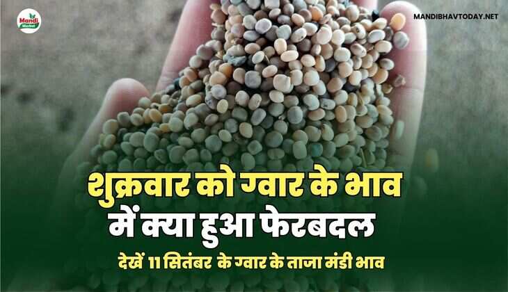 शुक्रवार को ग्वार के भाव में क्या हुआ फेरबदल | देखें 11 सितम्बर ग्वार के ताजा मंडी भाव तेजी मंदी के साथ