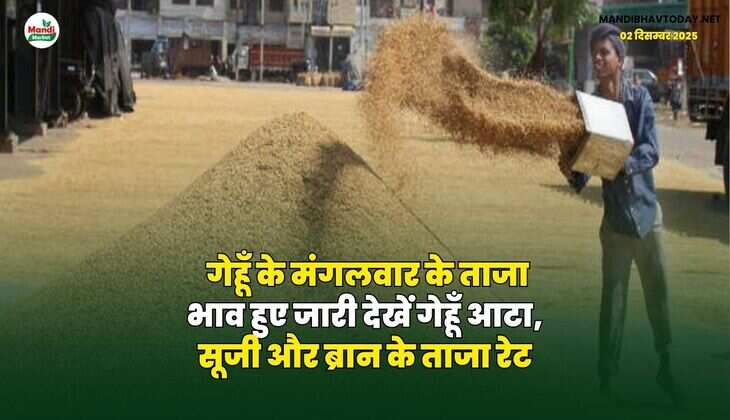 गेहूँ के मंगलवार के ताजा भाव हुए जारी | देखें गेहूँ आटा, सूजी और ब्रान के ताजा रेट