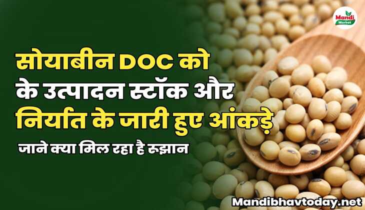 सोयाबीन DOC को के उत्पादन स्टॉक और निर्यात के जारी हुए आंकड़े | जाने क्या मिल रहा है रूझान