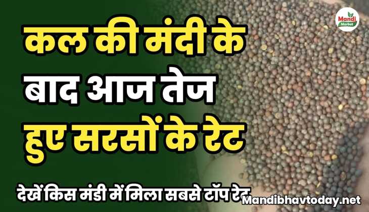कल की मंदी के बाद आज तेज हुए सरसों के रेट | देखें किस मंडी में मिला सबसे टॉप रेट