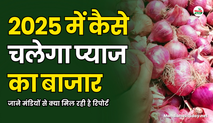 जाने मंडियों से क्या मिल रही है रिपोर्ट