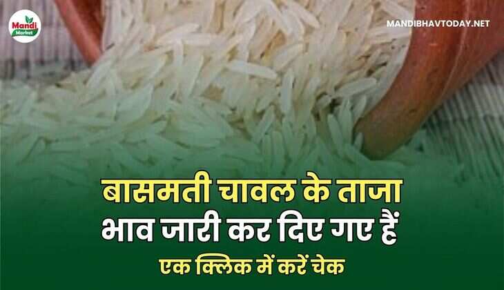 बासमती चावल के ताजा भाव जारी कर दिए गए हैं | एक क्लिक में करें चेक