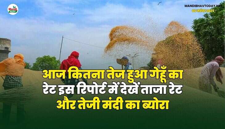 आज कितना तेज हुआ गेहूँ का रेट | इस रिपोर्ट में देखें ताजा रेट और तेजी मंदी का ब्योरा