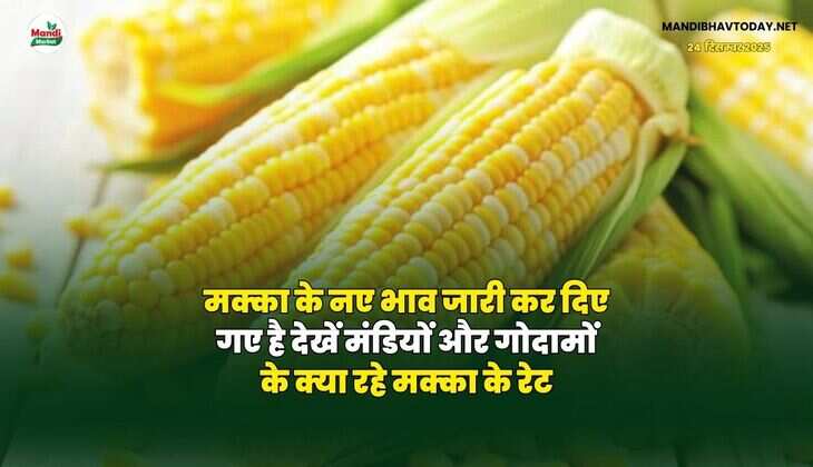 मक्का के नए भाव जारी कर दिए गए हैं | देखें मंडियों और गोदामों के क्या रहे मक्का के रेट