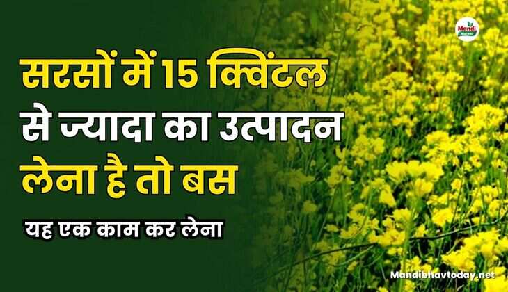 सरसों में 15 क्विंटल से ज्यादा का उत्पादन लेना है तो बस यह एक काम कर लेना