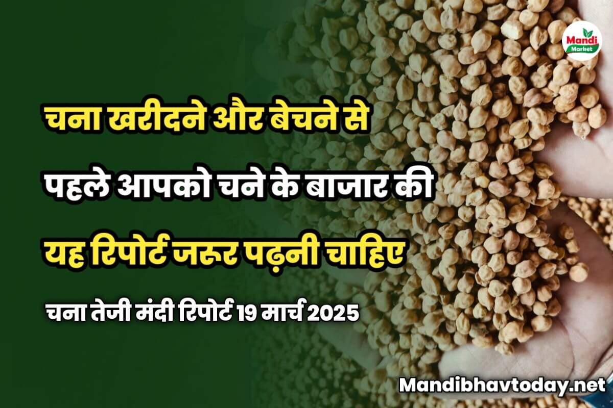 चना खरीदने और बेचने से पहले आपको चने के बाजार की यह रिपोर्ट जरूर पढ़नी चाहिए | चना तेजी मंदी रिपोर्ट 19 मार्च 2025