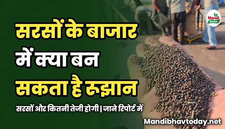 सरसों के बाजार में क्या बन सकता है रूझान | सरसों और कितनी तेजी होगी | जाने रिपोर्ट में
