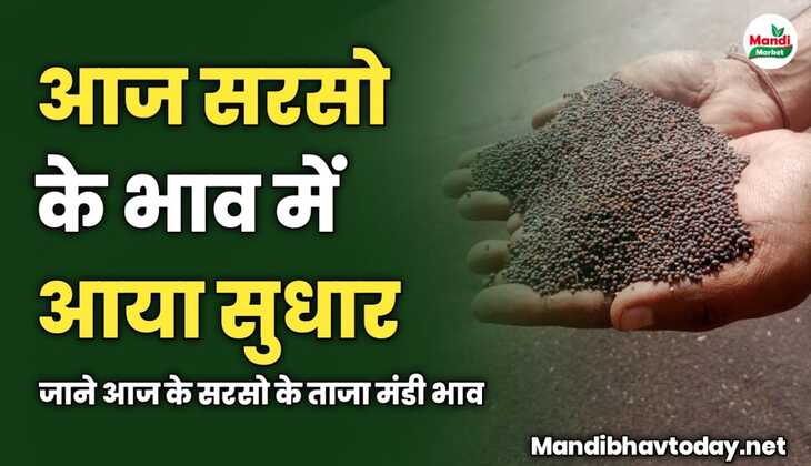 आज सरसो के भाव में आया सुधार | जाने आज के सरसो के ताजा मंडी भाव  