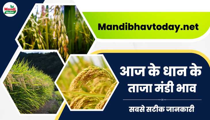 देखे आज के धान के ताजा मंडी भाव तेजी मंदी सहित | dhan ke bhav 06 August 2024