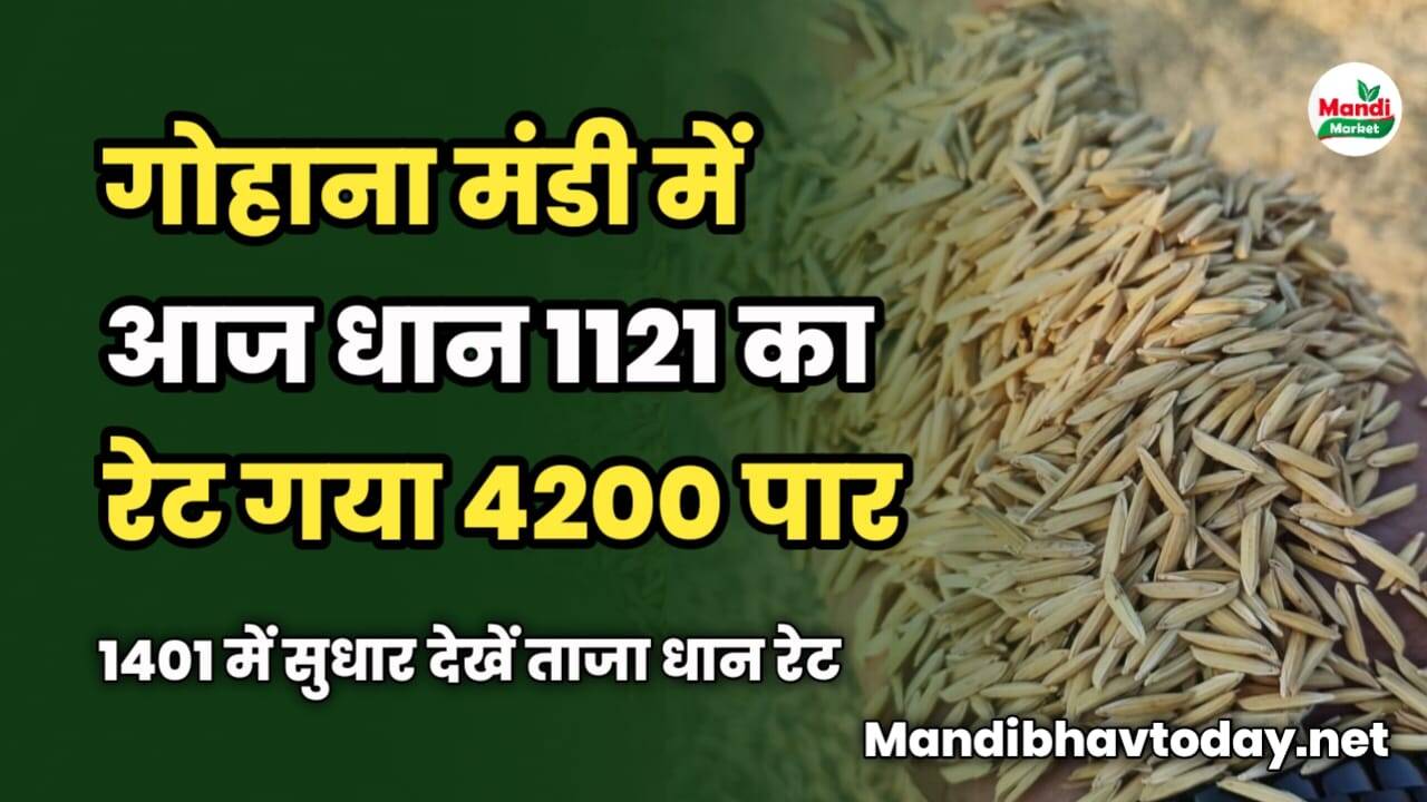 गोहाना मंडी में आज धान 1121 का रेट गया 4200 पार | 1401 में सुधार | देखें ताजा धान रेट