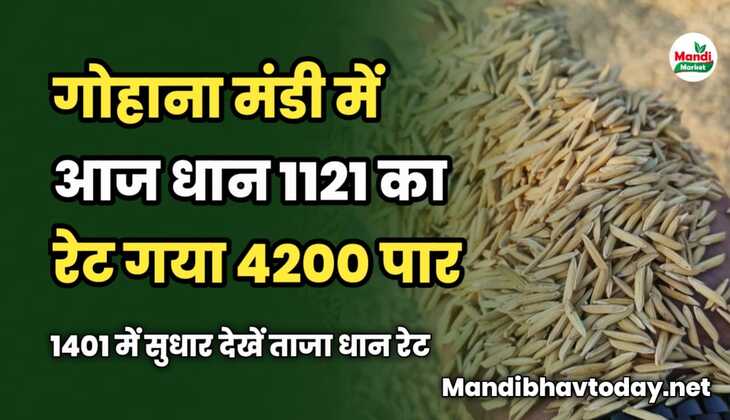 गोहाना मंडी में आज धान 1121 का रेट गया 4200 पार | 1401 में सुधार | देखें ताजा धान रेट