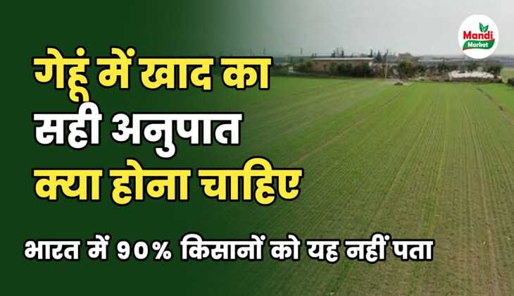 गेहूं में बढ़िया उत्पादन पाने के लिए उर्वरकों का सही अनुपात क्या रखें | इस रिपोर्ट में जानें