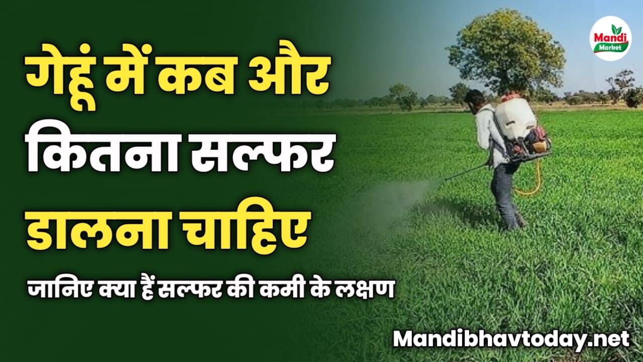 गेहूं में कब और कितना सल्फर डालना चाहिए | जानिए क्या हैं सल्फर की कमी के लक्षण