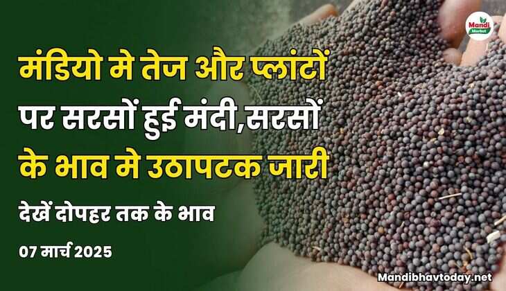 मंडियो मे तेज और प्लांटों पर सरसों हुई मंदी | सरसों के भाव मे उठापटक जारी | देखें दोपहर तक के भाव | 07 मार्च 2025
