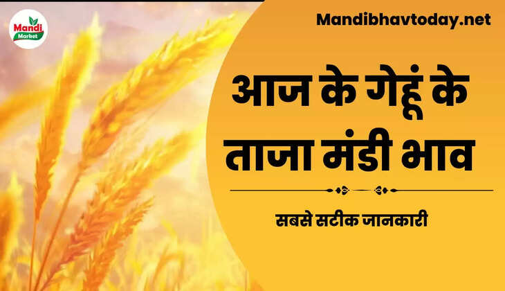 wheat kanak gehu Live Rate Today 21 july 2023 