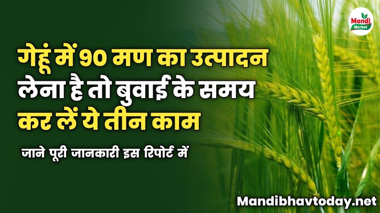 गेहूं में 90 मण का उत्पादन लेना है | तो बुवाई के समय कर लें ये तीन काम