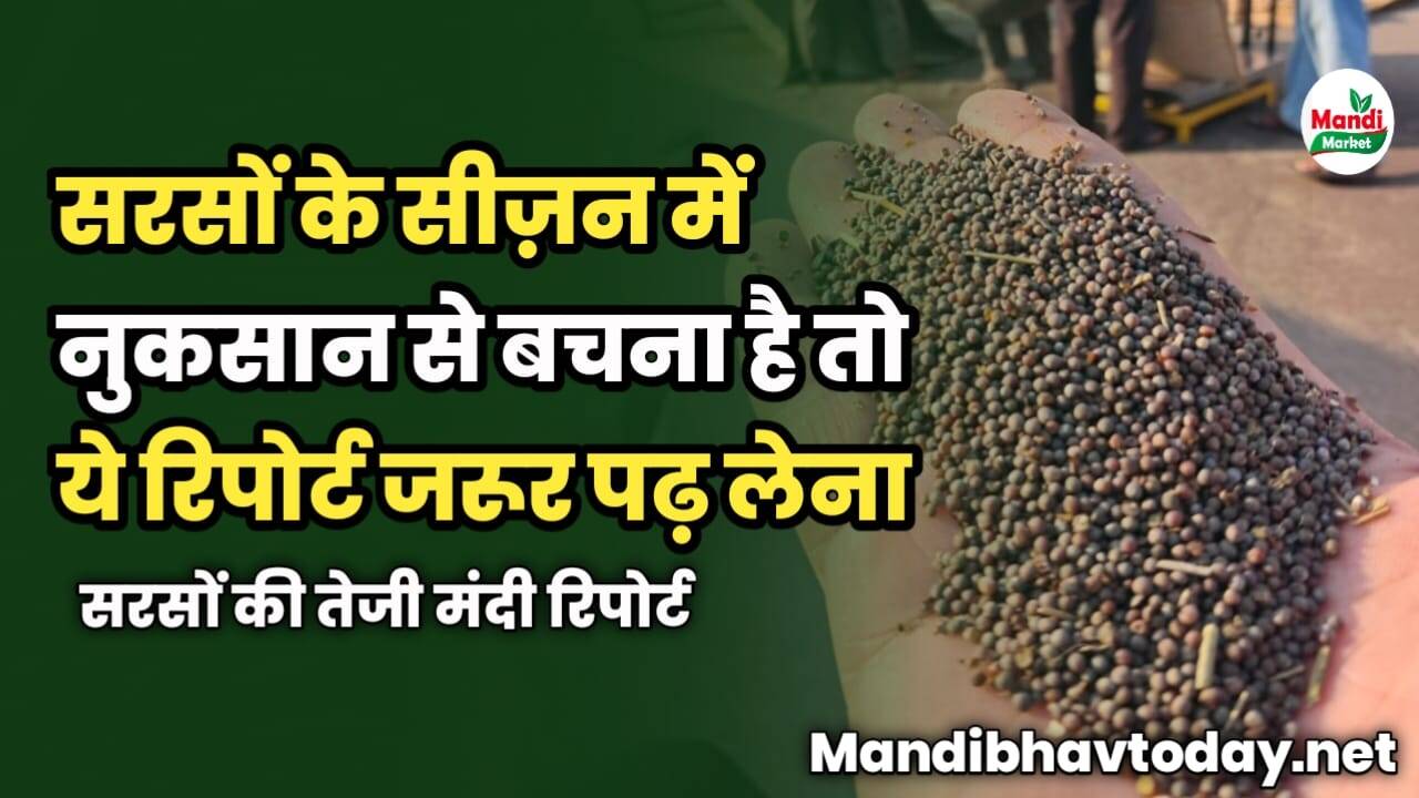 सरसों के सीज़न में नुकसान से बचना है तो ये रिपोर्ट जरूर पढ़ लेना | सरसों की तेजी मंदी रिपोर्ट