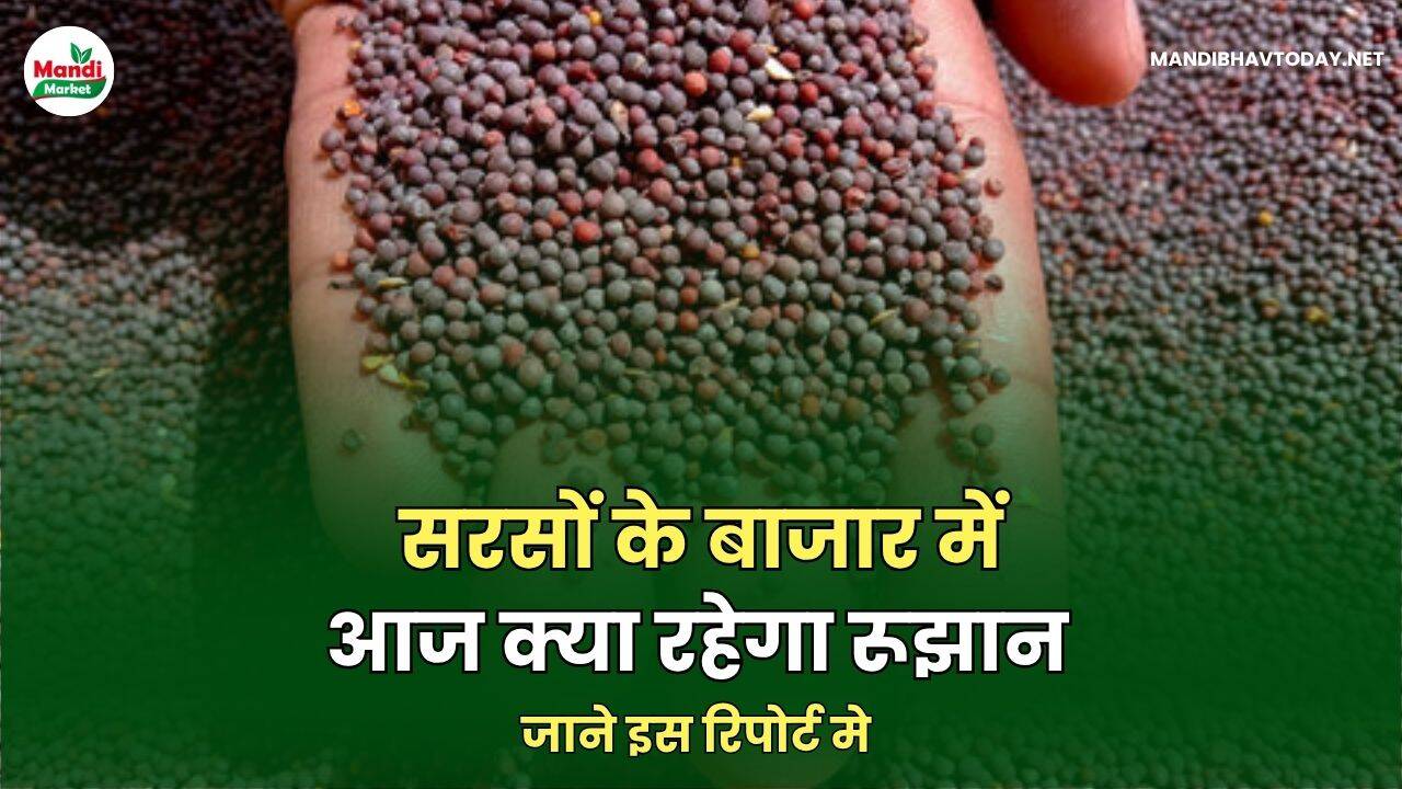 सरसों रिपोर्ट