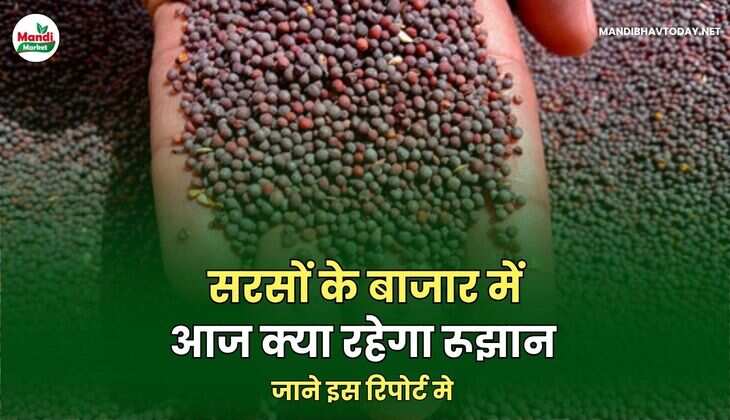 सरसों रिपोर्ट 