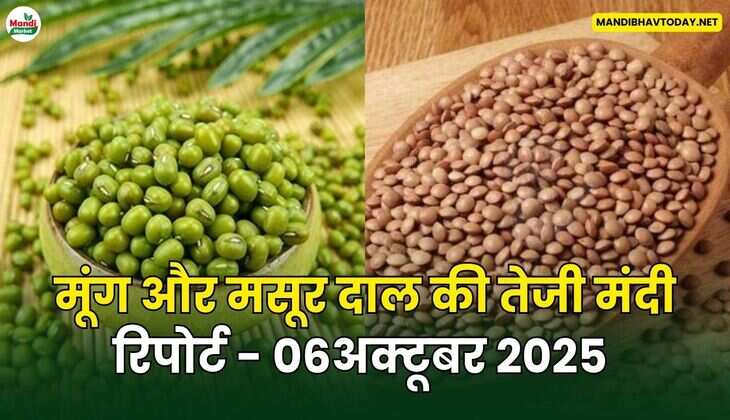 मूँग और मसूर दाल की तेजी मंदी रिपोर्ट - 06 अक्टूबर 2025 
