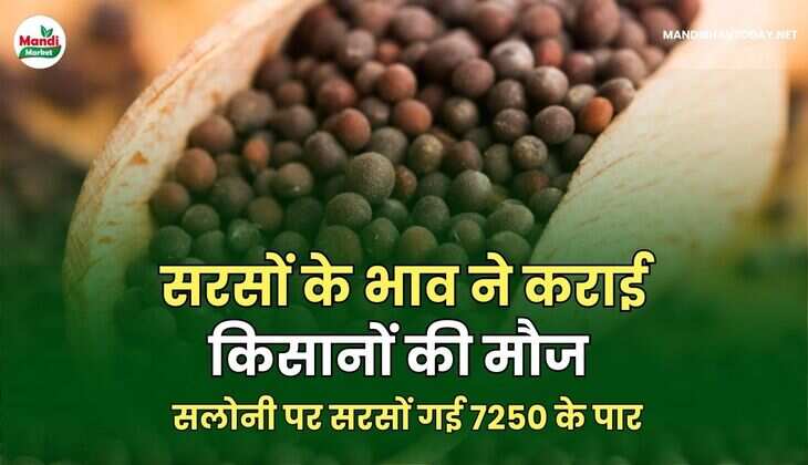 सरसों के भाव ने कराई किसानों की मौज | सलोनी पर सरसों गई के पार