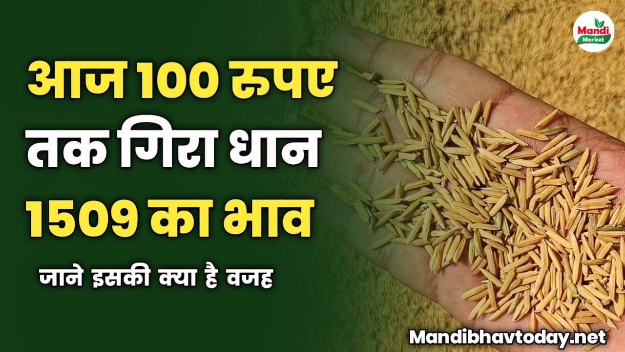 आज 100 रुपए तक गिरा धान 1509 का भाव | जाने इसकी क्या है वजह