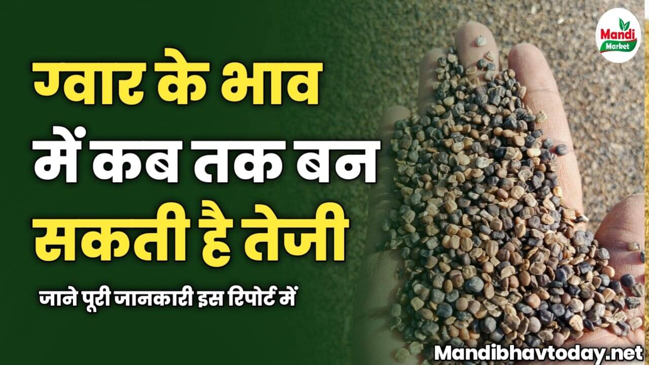 ग्वार के भाव में कब तक बन सकती है तेजी | जाने पूरी जानकारी इस रिपोर्ट में
