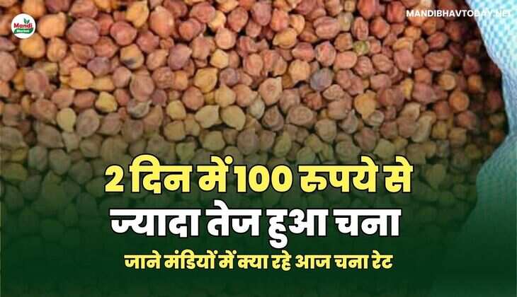 2 दिन में 100 रुपये से ज्यादा तेज हुआ चना | जाने मंडियों में क्या रहे आज चना रेट