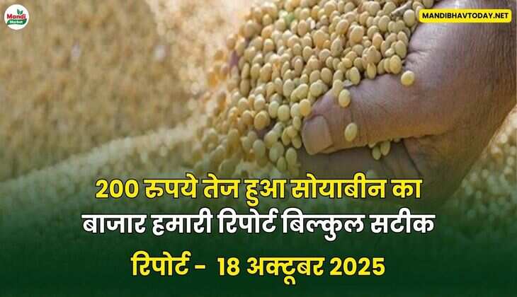 200 रुपये तेज हुआ सोयाबीन का बाजार हमारी रिपोर्ट बिल्कुल सटीक